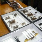 Ukázky pavouků a rekordy z říše brouků.